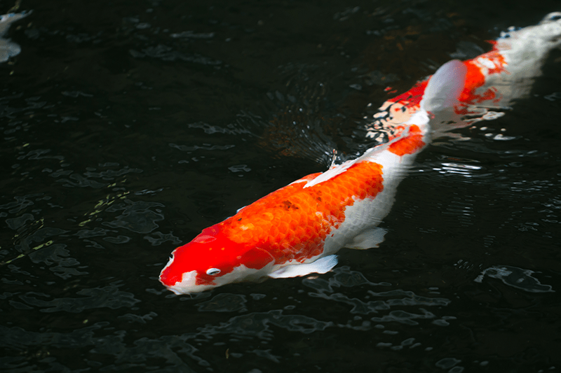 Cá chép Koi Nhật Bản