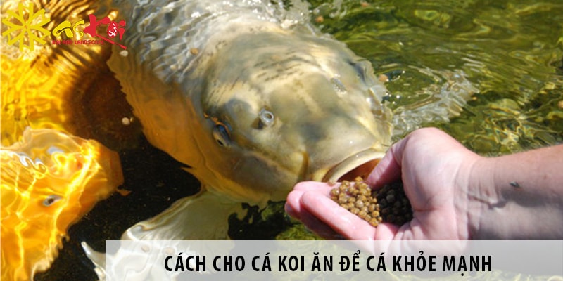 Cách cho cá Koi ăn để cá khỏe mạnh, lên màu đẹp
