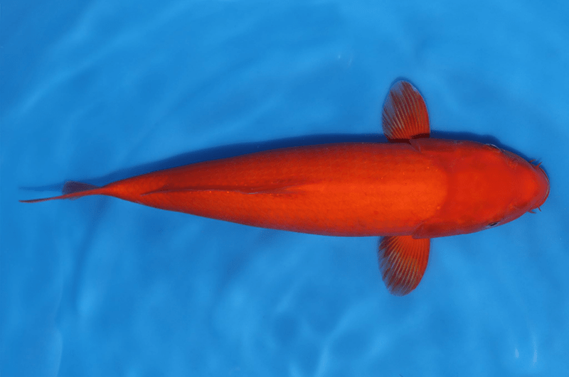 Cá Koi màu đỏ cam