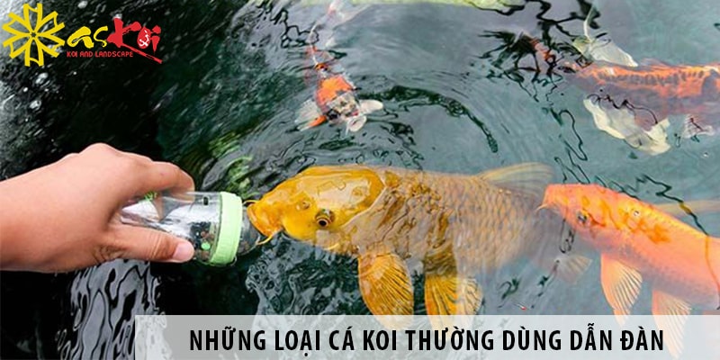 Điểm danh những loại cá Koi thường dùng dẫn đàn trong hồ