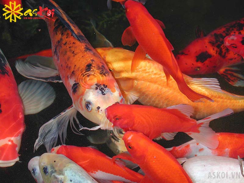 Askoi hiện cung cấp cá koi các loại: Koi Nhật, koi Việt F1, F2