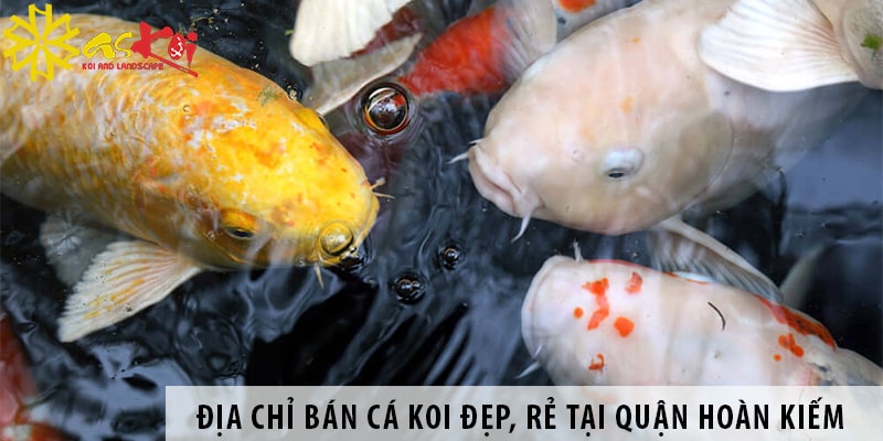 Địa chỉ bán cá koi Nhật, koi Việt đẹp, rẻ tại quận Hoàn Kiếm