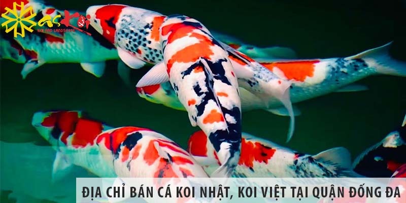 Địa chỉ bán cá koi Nhật, koi Việt đẹp, rẻ tại quận Đống Đa
