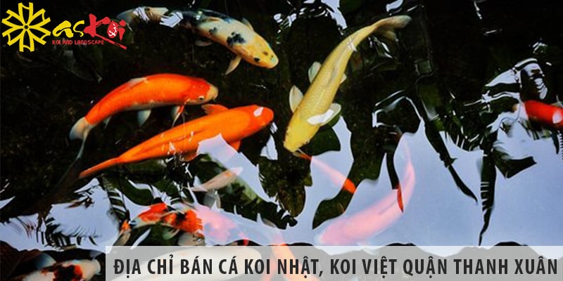 Địa chỉ bán cá koi Nhật, koi Việt đẹp, rẻ tại quận Thanh Xuân