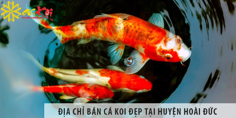 Địa chỉ bán cá koi Nhật, Việt đẹp, giá rẻ tại huyện Hoài Đức