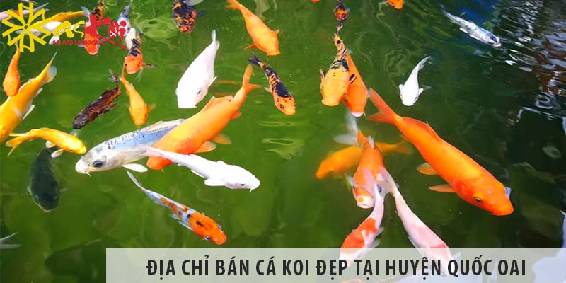 Địa chỉ bán cá Koi Nhật, Việt đẹp, rẻ tại huyện Quốc Oai