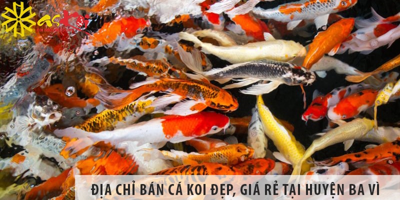 Địa chỉ bán cá koi Nhật, Việt đẹp, giá rẻ tại huyện Ba Vì