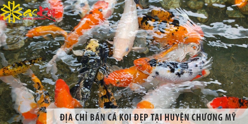 Địa chỉ bán cá koi Nhật, Việt đẹp, giá rẻ tại huyện Chương Mỹ