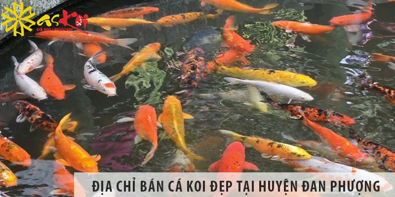 Địa chỉ bán cá koi Nhật, Việt đẹp, giá rẻ tại huyện Đan Phượng