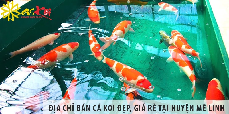 Địa chỉ bán cá koi Nhật, Việt đẹp, giá rẻ tại huyện Mê Linh
