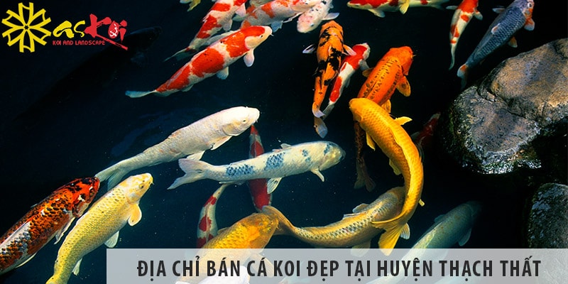 Địa chỉ bán cá koi Nhật, Việt đẹp, giá rẻ tại huyện Thạch Thất