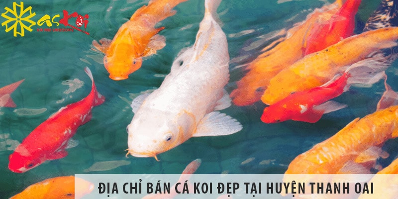 Địa chỉ bán cá koi Nhật, Việt đẹp, giá rẻ tại huyện Thanh Oai