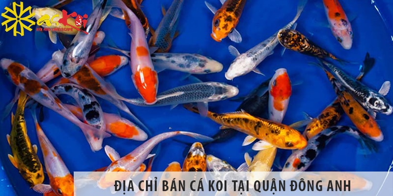 Địa chỉ bán cá koi Nhật, Việt đẹp, giá rẻ tại Quận Đông Anh