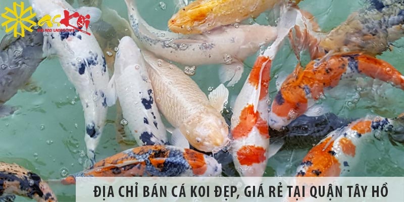 Địa chỉ bán cá koi Nhật, Việt đẹp, giá rẻ tại quận Tây Hồ