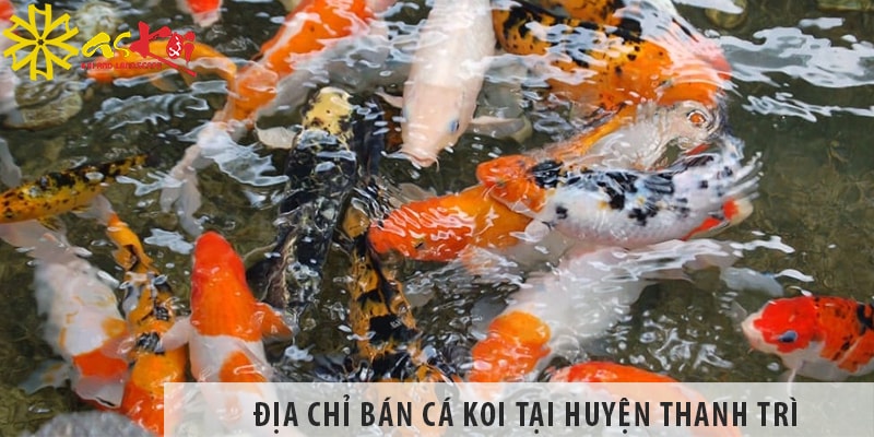 Địa chỉ bán cá koi Nhật, Việt đẹp, giá rẻ tại huyện Thanh Trì