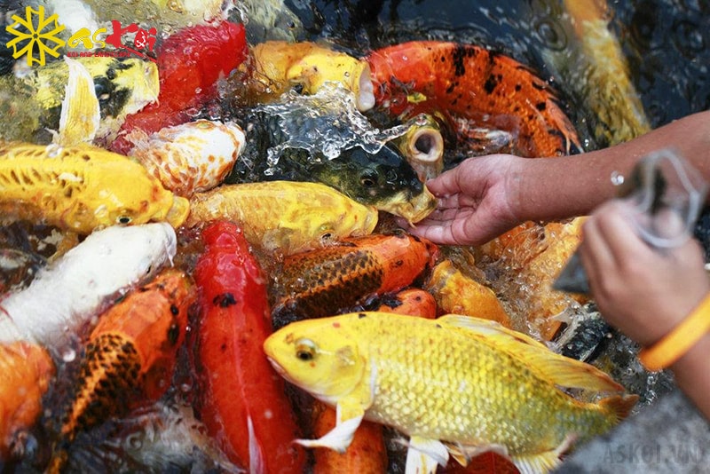 Loại thức ăn ảnh hưởng nhiều đến màu sắc của cá koi