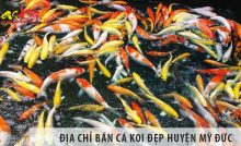 Địa chỉ bán cá koi Nhật, Việt đẹp, giá rẻ tại huyện Mỹ Đức