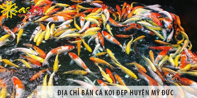 Địa chỉ bán cá koi Nhật, Việt đẹp, giá rẻ tại huyện Mỹ Đức