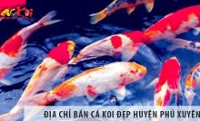Địa chỉ bán cá koi Nhật, Việt đẹp, giá rẻ tại huyện Phú Xuyên