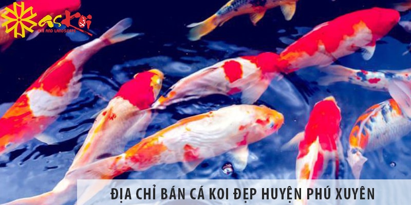 Địa chỉ bán cá koi Nhật, Việt đẹp, giá rẻ tại huyện Phú Xuyên