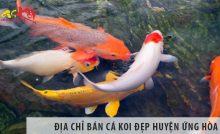 Địa chỉ bán cá koi Nhật, Việt đẹp, giá rẻ tại huyện Ứng Hòa
