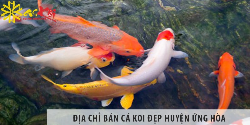 Địa chỉ bán cá koi Nhật, Việt đẹp, giá rẻ tại huyện Ứng Hòa