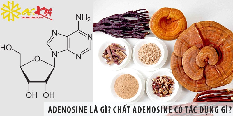 Adenosine là gì? Chất adenosine có tác dụng gì?