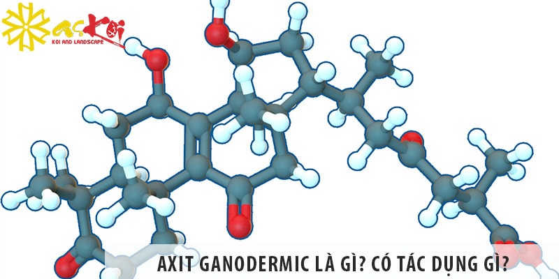Axit Ganodermic là gì? Axit Ganodermic có tác dụng gì?