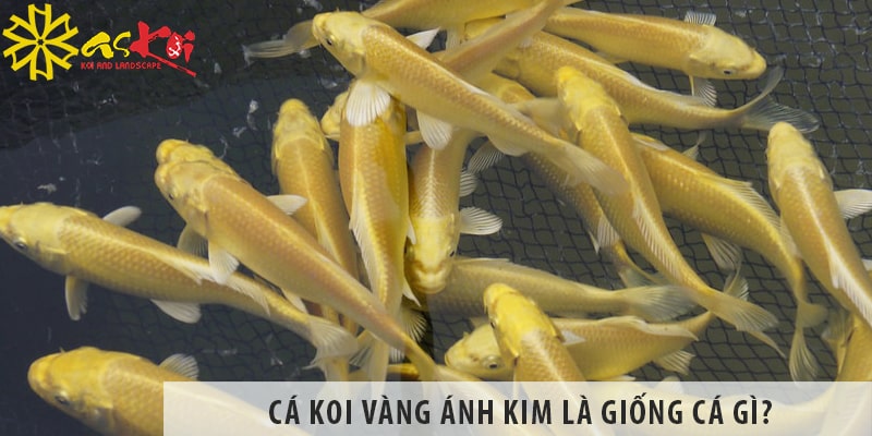 Cá koi vàng ánh kim là giống cá gì? Ai nên nuôi dòng cá này?