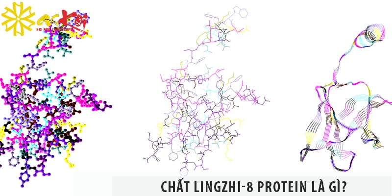 Chất lingzhi-8 protein là gì? - Tác dụng của lingzhi-8 protein