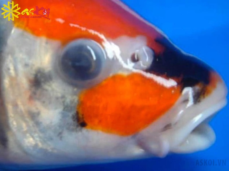 Mắt cá koi bị đục như có lớp màng mỏng bên trên